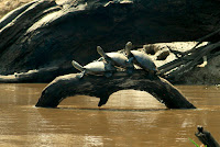 Of all the animals we saw, the turtles were by far the most hilariously lens friendly.