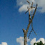 A dead tree, whose last act was to save one branch from a splintered death on the jungle floor.