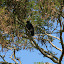 A Black Eagle, ominously watching the river from above.