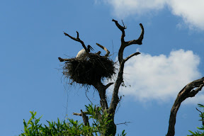 The generous fellow then donated the contents of his mouth to his baby Storklings.