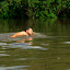 In an excited frenzy, I dived in to convince the Dolphins to be a bit more entertaining...