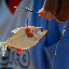 Eagle Eye was such an aggressive fisher that he speared this little bugger when he was only just thinking about taking a nibble...