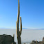 This Cactus is nine metres high, and over 1,000 years old. Ideal plant for those without green fingers.