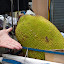 A humungous example of a Jack fruit! (We think)...