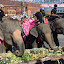 The elephants then dug in, there was some mention of a competition to see what they could carry, but as elephants eat up to 300Kg a day, they were mainly content to stuff their faces.