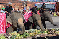 The elephants then dug in, there was some mention of a competition to see what they could carry, but as elephants eat up to 300Kg a day, they were mainly content to stuff their faces.