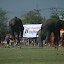 On to the alleged highlight of the show, the elephant's tricks.