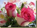 rosas rosas