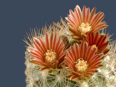 [flor de cactus[4].jpg]