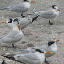 Royal Tern