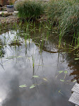 SDC10048.JPG