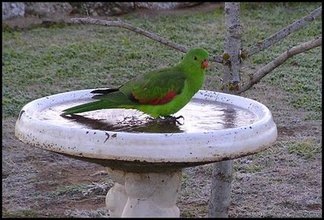 [Parrot-in-a-bird-bath[4].jpg]