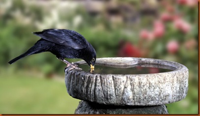 birdbath_large