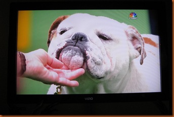 missbulldog