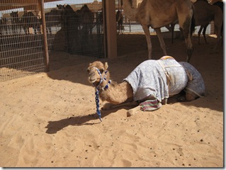 IMG_0505 IMG_0505