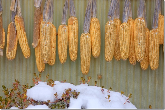 corn corn