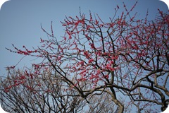 IMG_3039 IMG_3039
