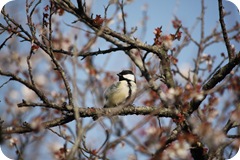 IMG_3097 IMG_3097