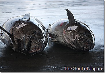 IMG_5694 IMG_5694
