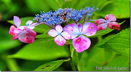 flower2 flower2