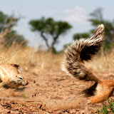 © John Waters: African Ground Squirrel, Kalahari, North Cape, South Africa,