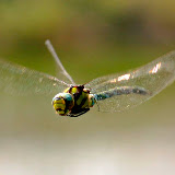 © John Waters: Migrant Hawker Dragonfly, adult in flight over marshy pond, Somerset, UK