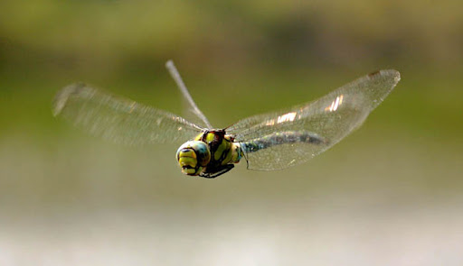 How+to+attract+dragonflies+uk
