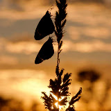 © John Waters:  African Monarch Butterfly, edge of Kalahari Desert, Northern Cape, South Africa