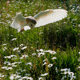 © John Waters: Barn Owl. Adult female hunting over meadow with ox-eye daisies (captive bird) Somerset, UK