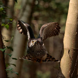 © John Waters: Goshawk.  Adult female, flying between trees, tucking in wings to pass through gaps (captive bird). Mixed deciduous coniferous woodland, Somerset, UK, 2007