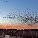 © John Waters: Starling Roosting Flock, Sturnus vulgaris, Sunset, Westhay Nature Reserve, Somerset Levels, UK &ndash; 09-Feb-2006