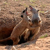 © John Waters: Meerkat Manor Playfight &ndash; 28-Oct-2007