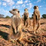 © John Waters: Meerkats &ndash; 28-Oct-2007