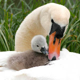 © John Waters: Mute Swan, adult female close up on nest with hatchling. Somerset, UK, Europe,