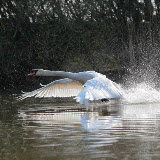 © John Waters: Mute Swan, adult male, starting to take off from lake, Somerset, UK, spring 2009