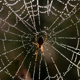 ©  John Waters: Garden Spider, Araneus diadematus, waiting in web coated with dew drops, Somerset, UK