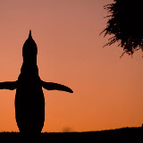 © John Waters:<br />
Magellanic Penguin, Spheniscus magellanicus, single male calling, or braying, to attract a female, at coastal breeding colony of Punta Tombo, Patagonia, southern Argentina, South America