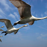 © John Waters: Whooper Swans, Cygnus cygnus, group in flight against blue sky (captive birds) Somerset, UK &ndash; 03-May-2006