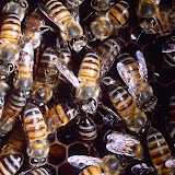 © Tony Allen: African Honeybees, South Africa &ndash; 25-Feb-2010