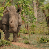 © Karen Partridge: White Rhino, Mosi-oa-Tunya National Park, Zambia &ndash; 07-Nov-2009