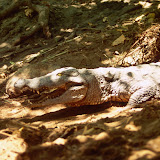 © Karen Partridge: Mugger Crocodile, India &ndash; 25-Feb-2010