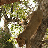 © Karen Partridge: Young Male Lion Descending a Tree, Zambia. Captive bred as part of a rehabilitation and release programme. &ndash; 29-Oct-2009