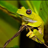 © Robin Smith: Treefrog, Papua New Guinea