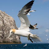 © Steve Nicholls: Gannet, Bass Rock, Scotland &ndash; 02-May-2009