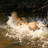 © Karen Partridge: Female Lions Playing in Water. Captive bred as part of a rehabilitation and release programme.