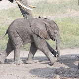 © Karen Partridge. Baby Elephant, Chobe National Park, Botswana