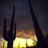 © Steve Nicholls: Saguaro, Sonoran Desert