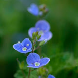 © John Waters: Wood Speedwell, Veronica montana,  woodland clearing, Mendips, Somerset, UK, 2007