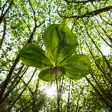 © Steve Nicholls: Herb paris, Paris quadrifolia &ndash; 10-May-2009