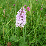 © Sarah Pitt: Common Spotted Orchid in Folly Farm's Wildflower Meadow &ndash; 15-Jun-2010